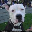 Pit Bull - 