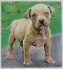 Pit Bull - 