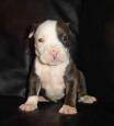 Pit Bull - 