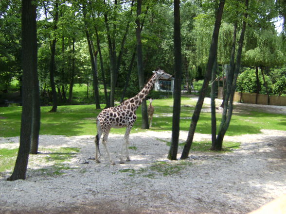 ZOO Schmieding - 