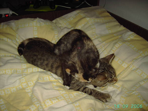 My Cat and dog - 