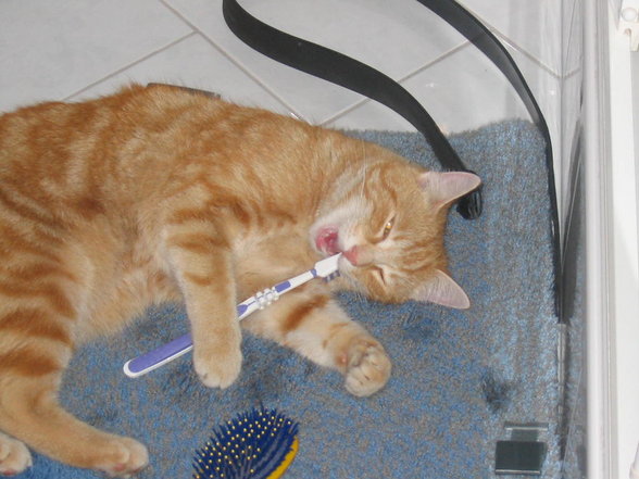 °*°mein süßer Kater - 