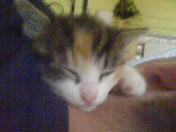 babykatzen :) - 