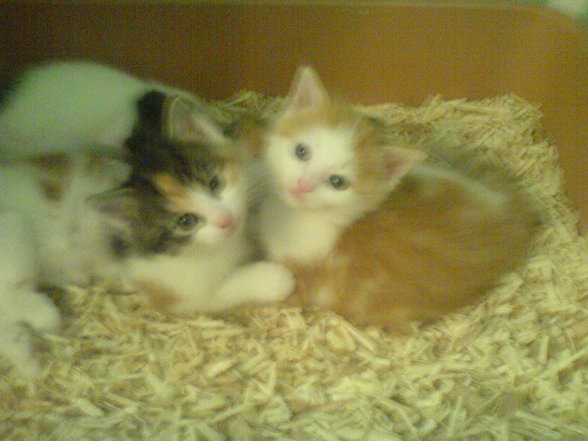 babykatzen :) - 