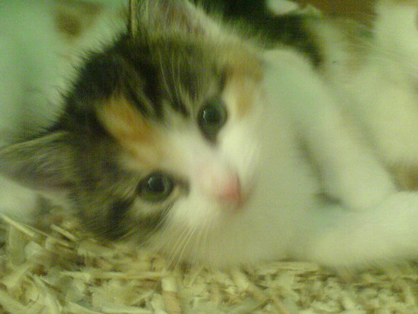 babykatzen :) - 