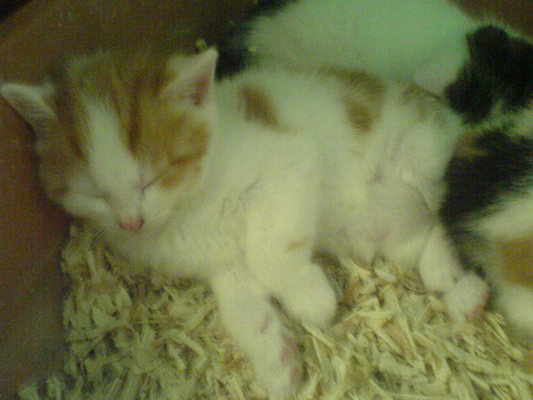 babykatzen :) - 