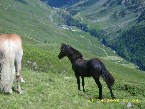 Mei Resser auf dar Alm! - 