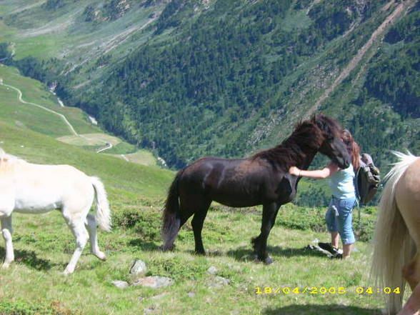 Mei Resser auf dar Alm! - 