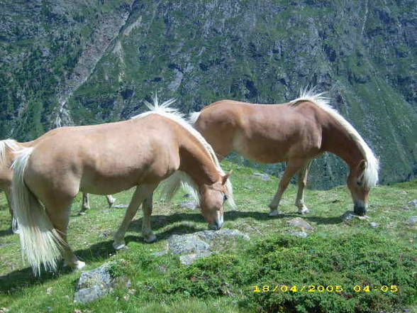 Mei Resser auf dar Alm! - 