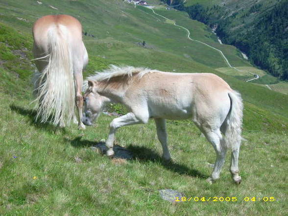 Mei Resser auf dar Alm! - 