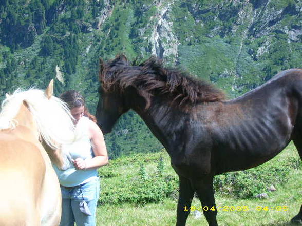 Mei Resser auf dar Alm! - 