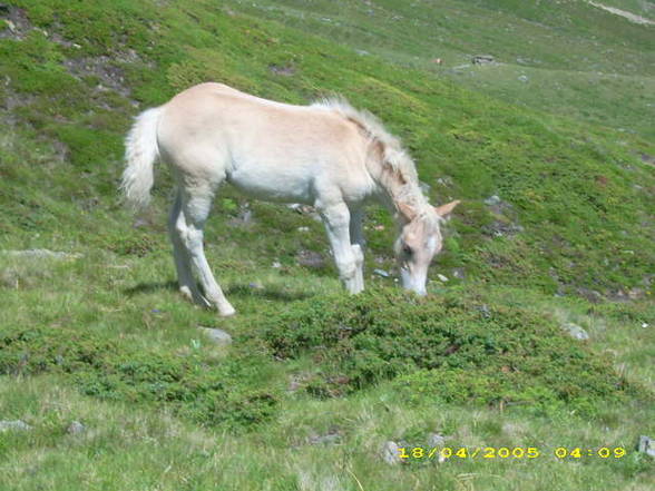 Mei Resser auf dar Alm! - 