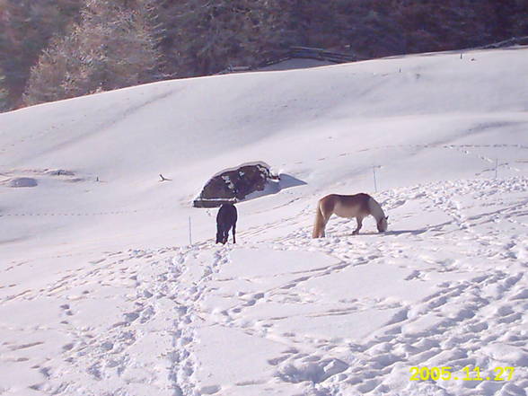 Mei Resser auf dar Alm! - 