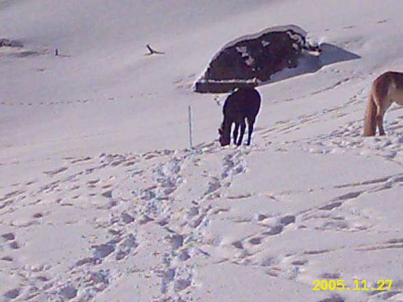 Mei Resser auf dar Alm! - 