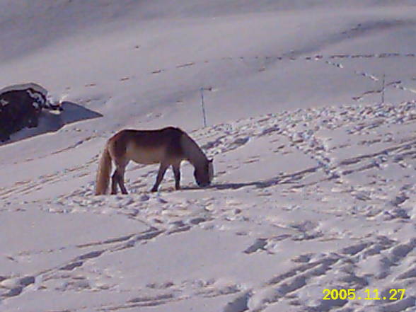 Mei Resser auf dar Alm! - 