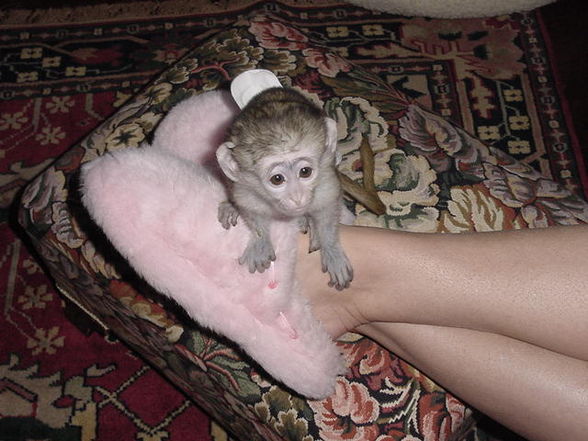 I Love Monkeys.. - 