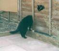 katzen,... - 