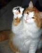 katzen,... - 