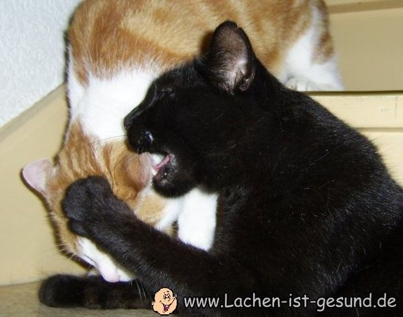 ich liebe katzen - 