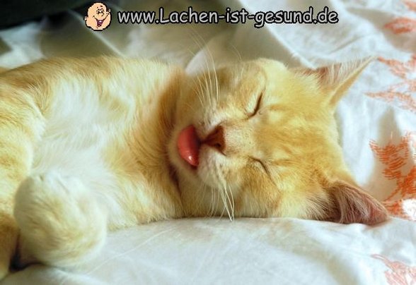 ich liebe katzen - 