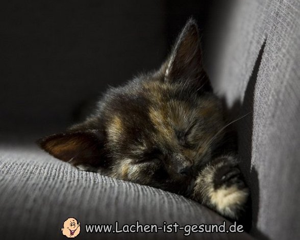 ich liebe katzen - 