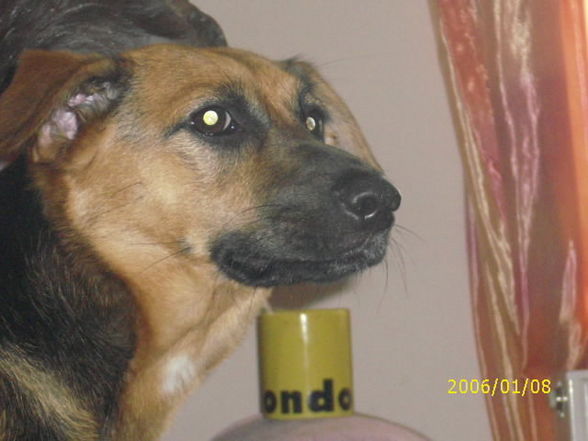 Meine Hunde - 