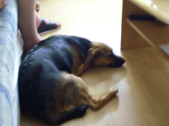 Meine Hunde - 