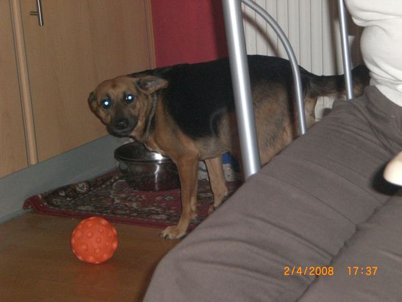 Meine Hunde - 