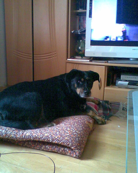 Meine Hunde - 