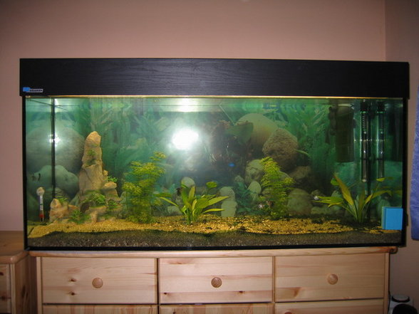 Unser Aquarium - 