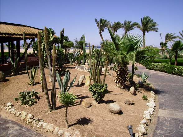 Sharm El Shelkh 2007 - 