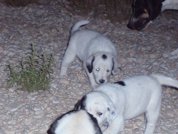 Hunde & Hundebabys 2007 - 