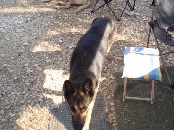 Hunde & Hundebabys 2007 - 