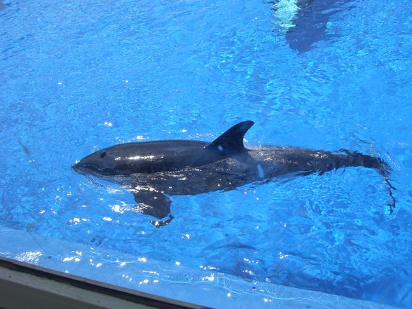 Sea World - San Diego - 