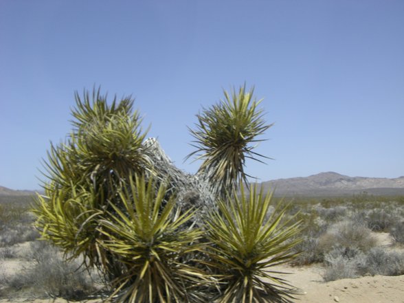 Joshua Tree National Park, California - 