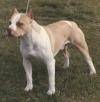 Pitt Bull - 