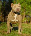 Pitt Bull - 