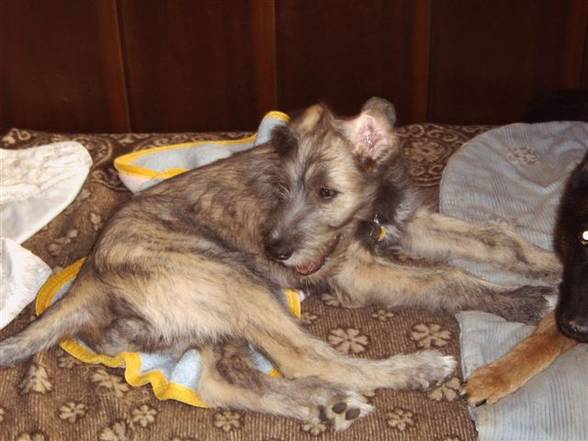 gedenkenalbum an den amor - 