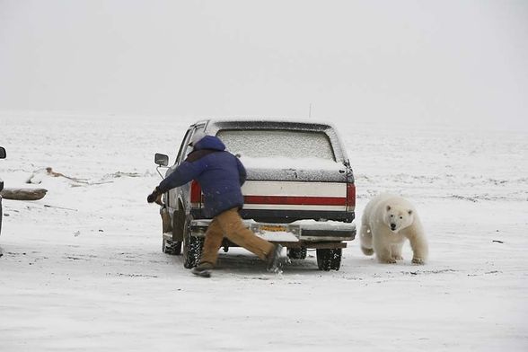 Knut spielt Fangen - 