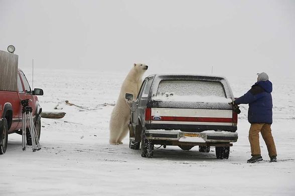 Knut spielt Fangen - 