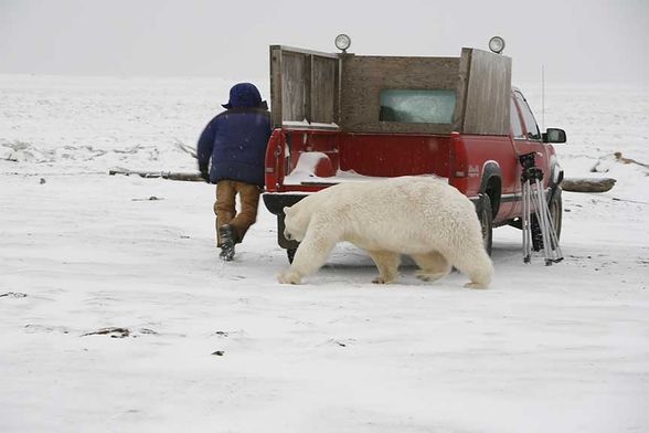 Knut spielt Fangen - 