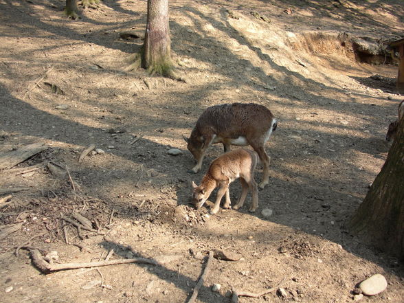 Tierpark Haag - 