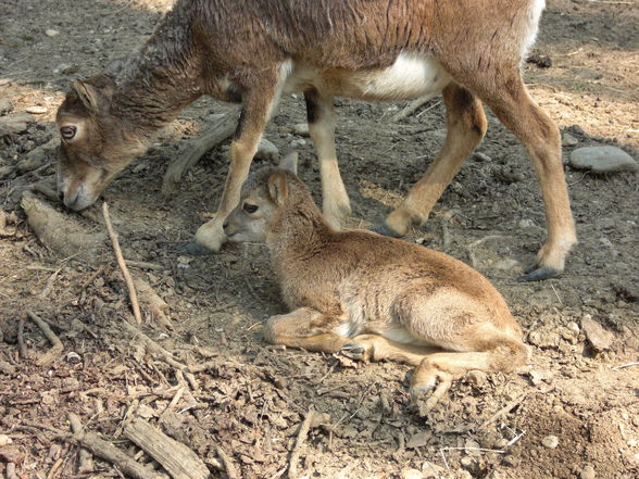 Tierpark Haag - 