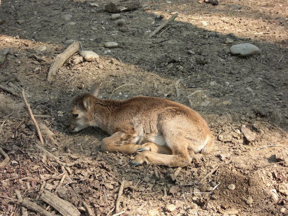 Tierpark Haag - 