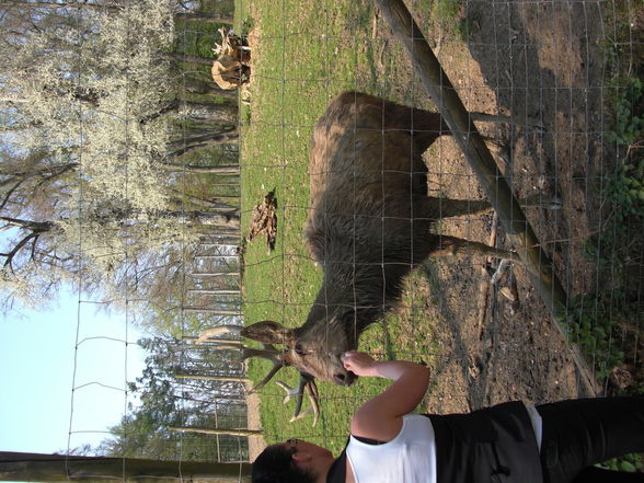 Tierpark Haag - 