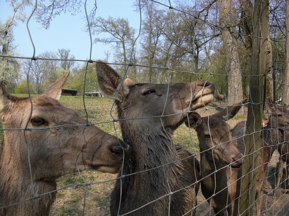 Tierpark Haag - 