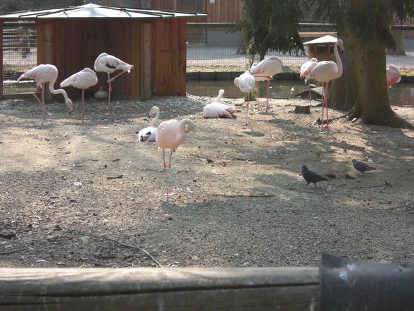 Tierpark Haag - 