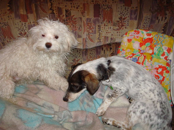 Mei und Ninas Hundis - 