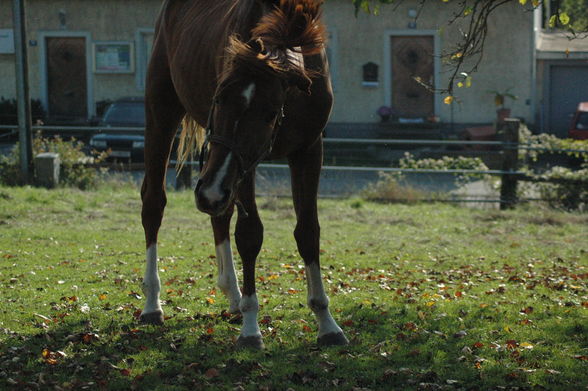 Feliciano - mein kleiner Racker ... - 