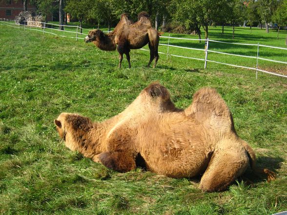 Riding a Camel 27.9.2009 - 